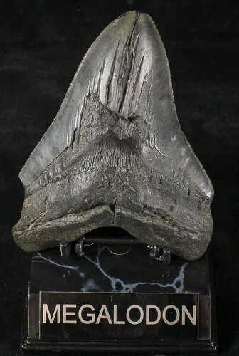 Bargain Megalodon Tooth #20816